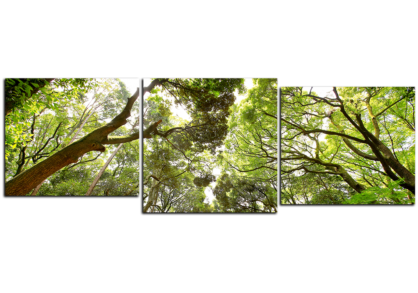 Obraz na plátně - Zelené stromy v lese - panoráma Obraz na plátně - Zelené stromy v lese - panoráma